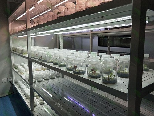 江苏植物组织培养实验室设计建设方案